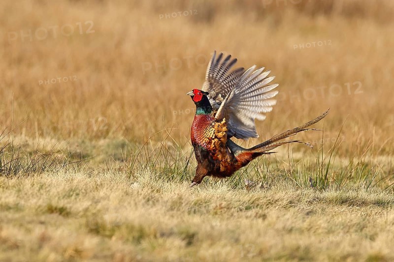 Pheasant, hunting pheasant (Phasianus colchicus), adult male bird courting in a meadow, area demarcation, wildlife, lembruch, ox moor, Dümmer nature park Park, Lower Saxony, Germany