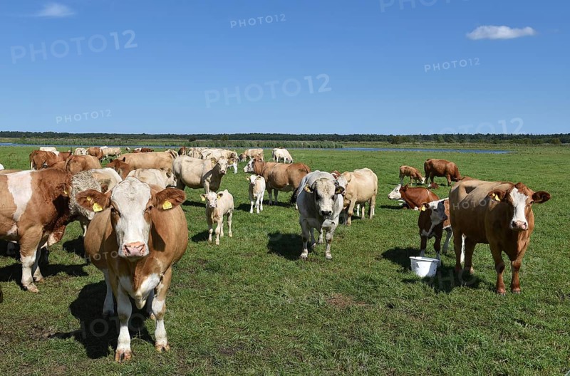 Cattle, on a pasture on the Prerower Strom on the Darß peninsula, Mecklenburg-Western Pomerania, Germany