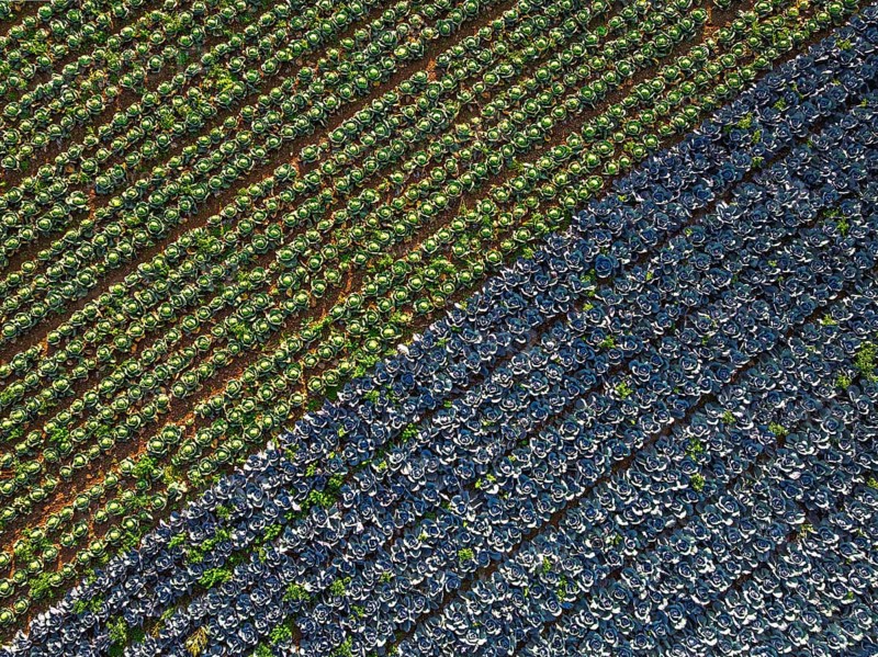 Top down view of red and green cabbage field from a drone, Devon, England, United Kingdom