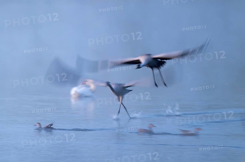Crane (Grus grus), two cranes flying over a shallow water zone of a lake in morning light, motion blur, long exposure, moving, mopping effect, Lower Saxony, Germany