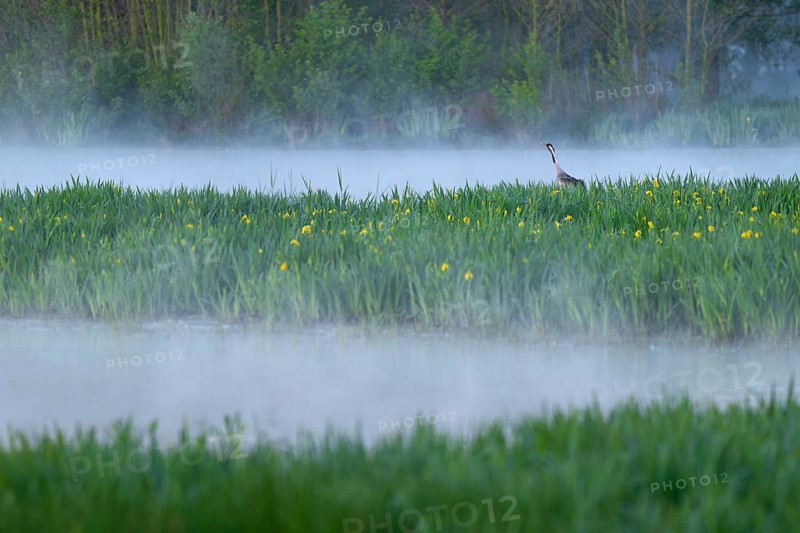 Crane (Grus grus) stands in a wetland, wet meadow with swamp iris (Iris pseudacorus), blooming, morning fog, clouds of fog, Lower Saxony, Germany