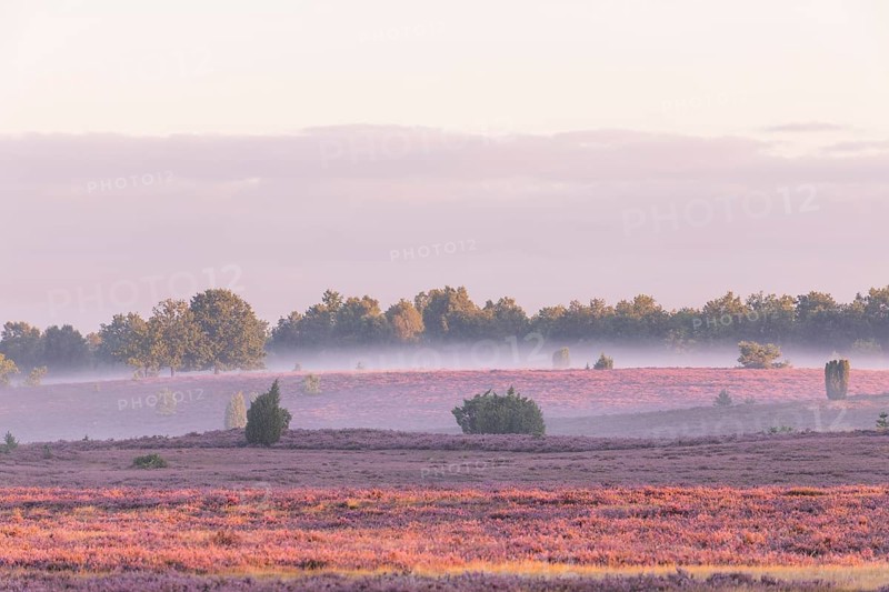 Enchanting fog, morning atmosphere in the blooming Lüneburger Heide near Niederhaverbeck