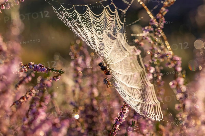 Macro shot of a cross spider in the golden morning light of the blooming Lüneburger Heide