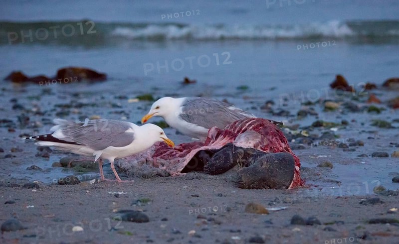 Two herring gulls (Larus argentatus) stand on a quiet, rocky sandy beach at dusk and peck at a dead grey seal (Halichoerus grypus) with broken body and visible red flesh and rib bones, piece of carrion, washed up carcass with full head and closed eyes, scavenger, eating, behavior, in the background the sea, ebb, behavior, ebb, behavior, in the background, ebb, behavior, coast, shore, coastline, body of water, North Sea, Dune island, Heligoland, Pinneberg district, Schleswig-Holstein, Germany