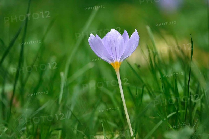 Autumn crocus, autumn time, Germany