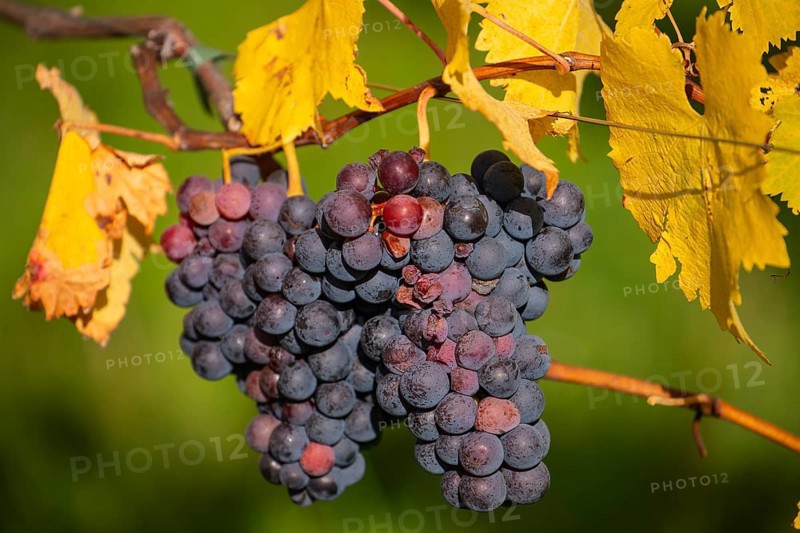 Ripe grapes in autumn vineyard on Kappelberg in Fellbach