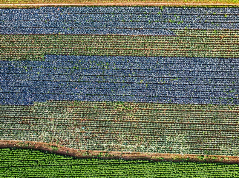 Top down view of red and green cabbage field from a drone, Devon, England, United Kingdom