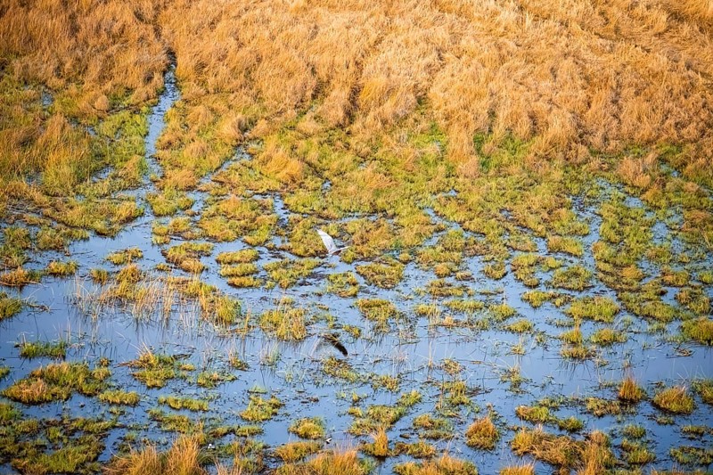 Goliath heron (Ardea goliath) flying over marshland along a river, marshland, aerial view, Okavango Delta, Botswana