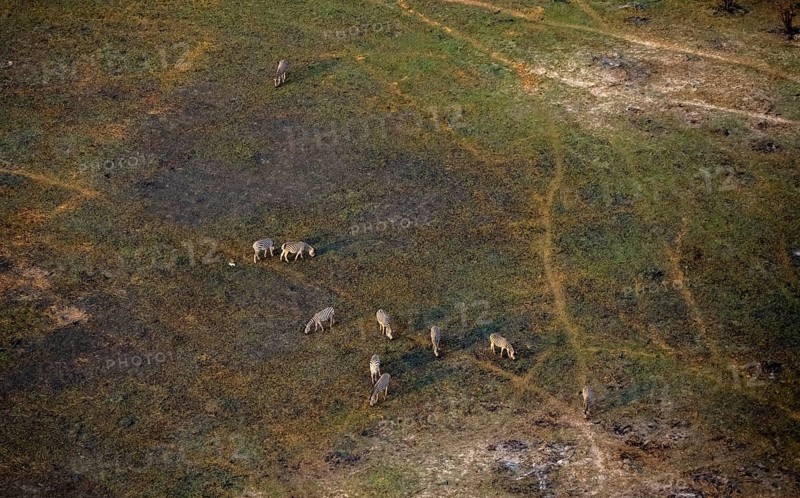 Herd of steppe zebras (Equus quagga), aerial view, Okavango Delta, Botswana