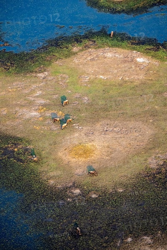 Striped gnu (Connochaetes taurinus), flock on the riverbank, river landscape, aerial view, Okavango Delta, Botswana