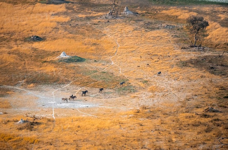 Steppe zebras (Equus quagga), savanna landscape with yellow grass and termite hills, aerial view, Okavango Delta, Botswana