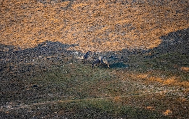 Steppe zebra (Equus quagga), savanna landscape, aerial view, Okavango Delta, Botswana