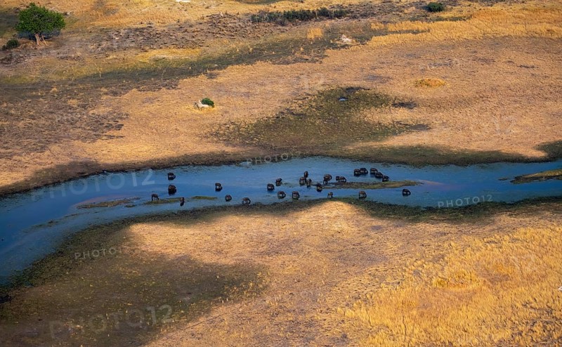 Kaffir buffalo (Syncerus caffer caffer), flock in river, aerial view, Okavango Delta, Botswana