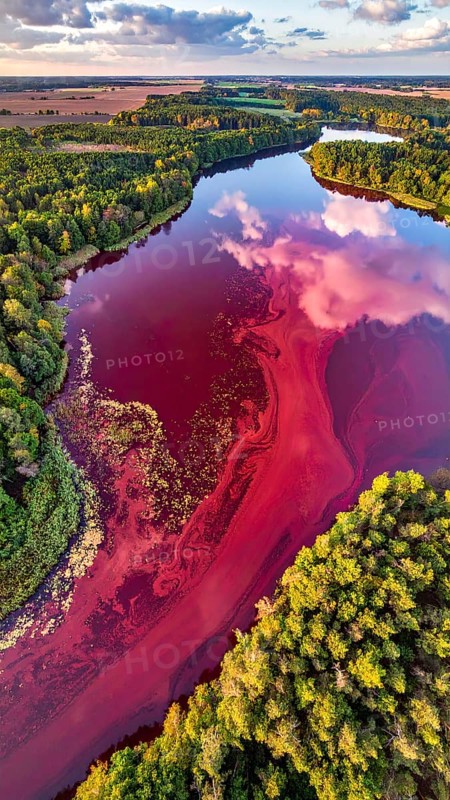 Red algae plant on the lake. abstract ecology nature concept, wild landscape with vibrant red colored water and green forest on a sunny day in summer, Aerial view, wilderness nature with no people around, AI generated