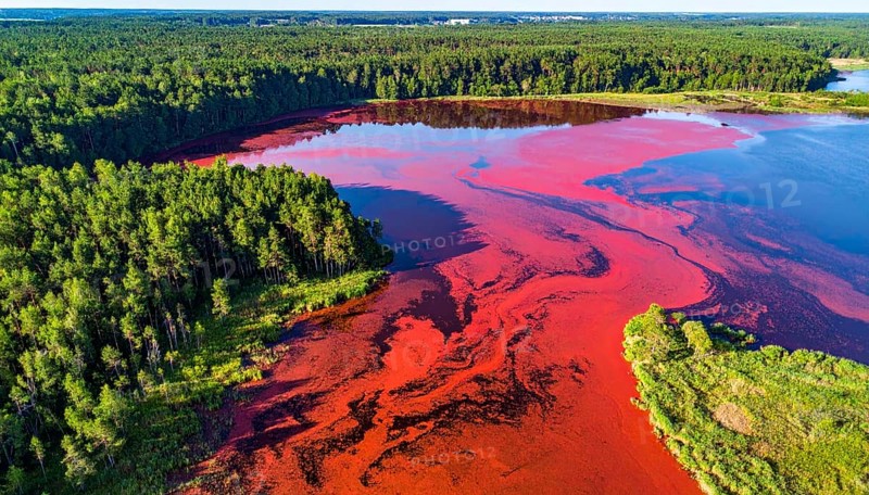 Red algae plant on the lake. abstract ecology nature concept, wild landscape with vibrant red colored water and green forest on a sunny day in summer, Aerial view, wilderness nature with no people around, AI generated