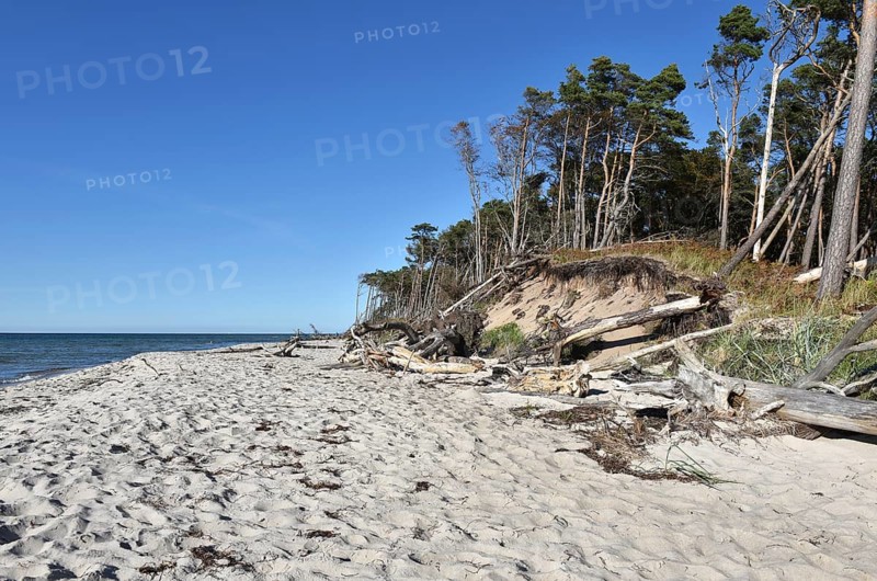 The west beach on the Darß peninsula on the Baltic Sea, Mecklenburg-Western Pomerania, Germany
