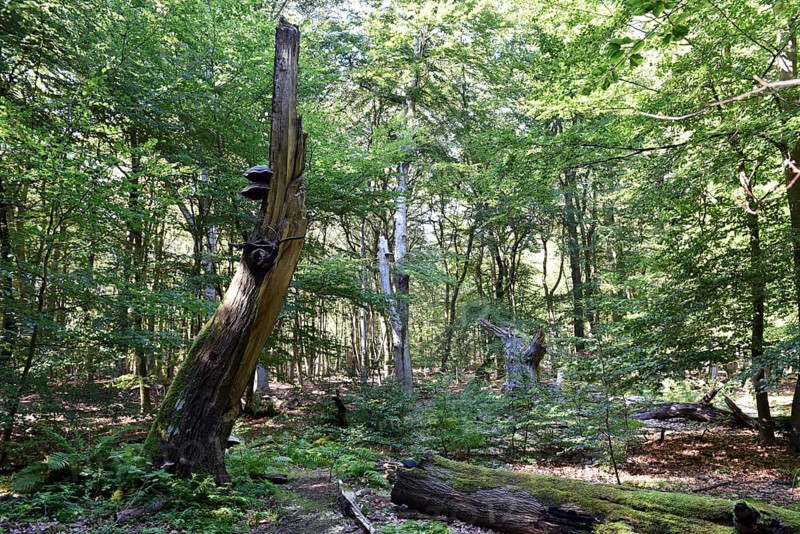 Dead wood in beech forest, Darß primeval forest, Darßer Wald, Mecklenburg-Western Pomerania, Germany