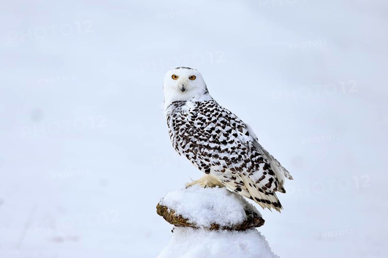 Snowy owl (Nyctea scandiaca), snowy owl, adult, alert, in snow, perch, in winter, Bohemian Forest, Czech Republic, Europe, Germany, captive