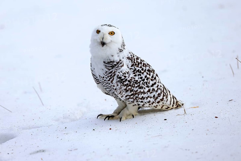Snowy owl (Nyctea scandiaca), snowy owl, adult, alert, in snow, foraging, in winter, Bohemian Forest, Czech Republic, Europe, Germany, captive