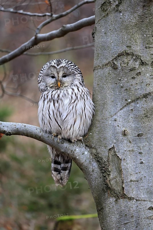 Hawk owl (Strix uralensis), adult, in winter, on tree, on tree trunk, Bohemian Forest, Czech Republic, Europe, Germany