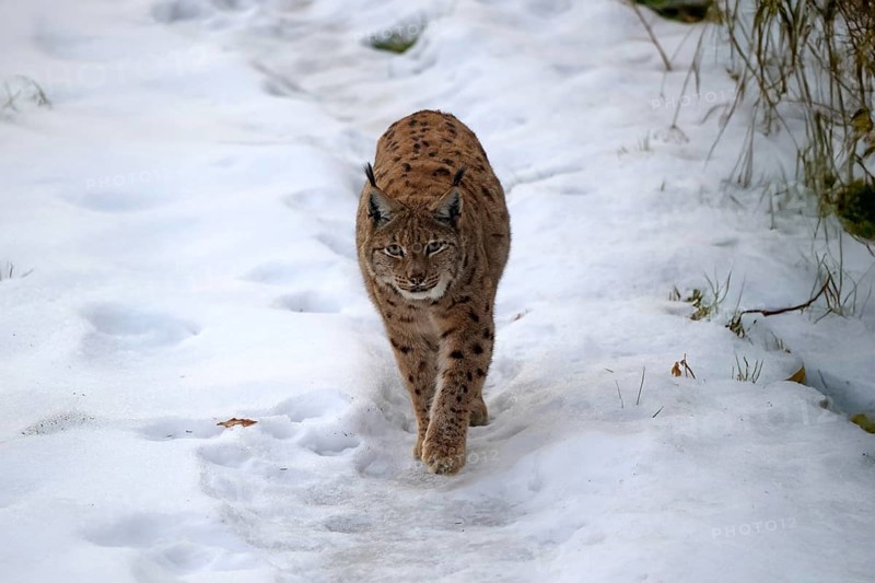 Carpathian lynx (Lynx lynx carpathicus), adult, in winter, in snow, running, stalking, alert, Bavarian Forest, Bavaria, Germany, Europe, Germany