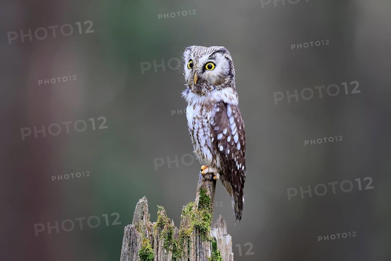 Roughfoot owl (Aegolius funereus), groufoot owl, adult, perch, alert, in winter, Bohemian Forest, Czech Republic, Europe, Germany