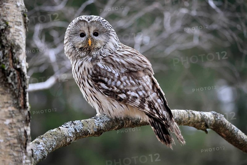 Hawk owl (Strix uralensis), adult, in winter, on tree, Bohemian Forest, Czech Republic, Europe, Germany
