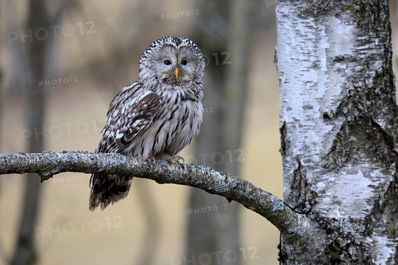 Hawk owl (Strix uralensis), adult, in winter, on branch, alert, Bohemian Forest, Czech Republic, Europe, Germany