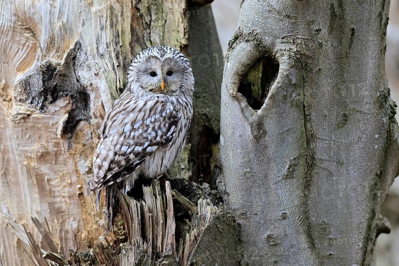 Hawk owl (Strix uralensis), adult, in winter, on tree trunk, Bohemian Forest, Czech Republic, Europe, Germany