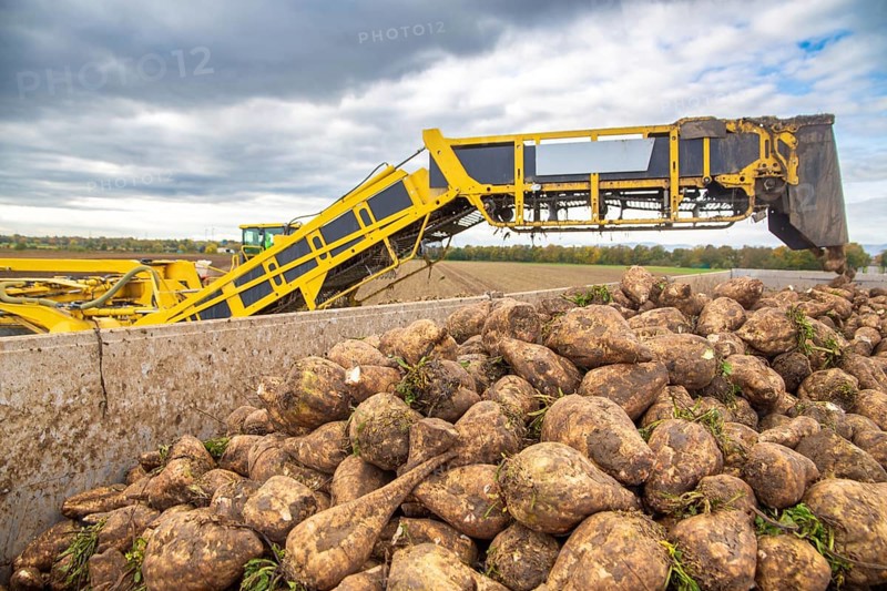 Loading sugar beets in the palatine***A loading mouse loads sugar beets ready for collection onto a truck. This brings them to the Südzucker plant in Offstein