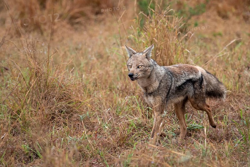 Side-striped jackal (Canis adustus), Kruger Nationalpark, South Africa