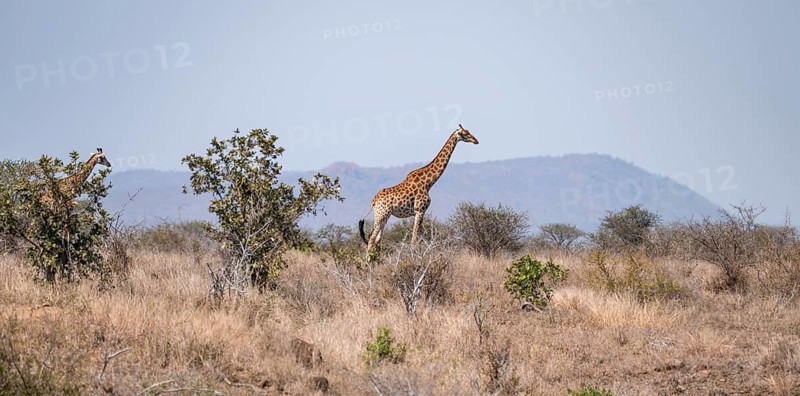 Cape giraffe (Giraffa giraffa giraffa), African savanna, Kruger National Park, South Africa