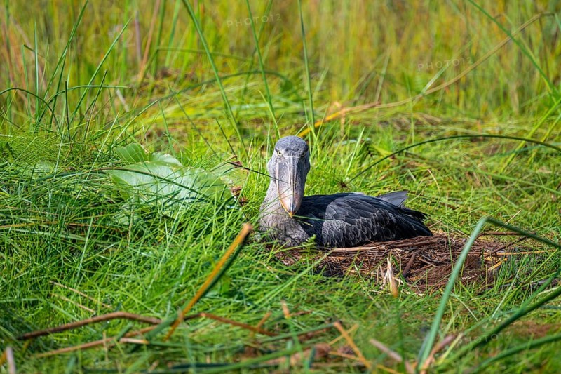 Young animal in nest, shoebeak (Balaeniceps rex) in the swamps of Mabamba, Lake Victoria, Uganda