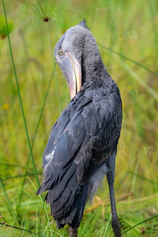Shoebill (Balaeniceps rex) in the swamps of Mabamba, Lake Victoria, Uganda