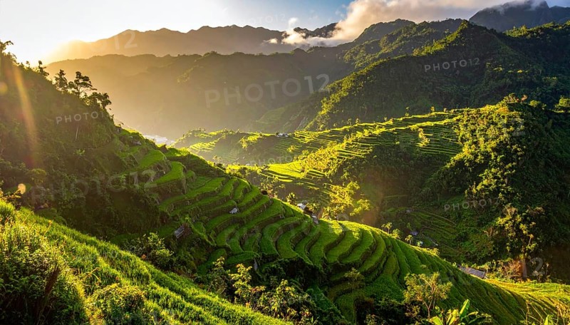 Early morning light bathes Philippines rice terraces cascading down mountain slopes, beautiful golden light, AI generated