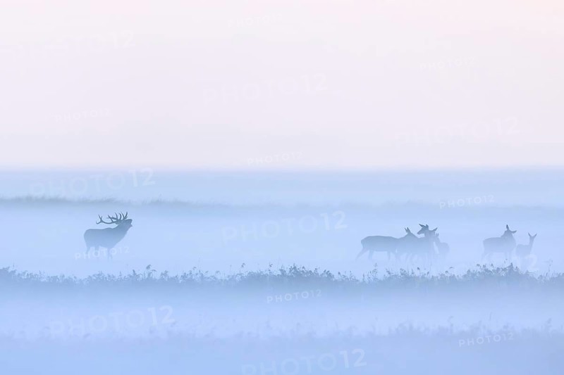 Red deer stag herding herd of hinds in morning mist along the Baltic Sea, Western Pomerania Lagoon Area NP, Mecklenburg-Western Pomerania, Germany