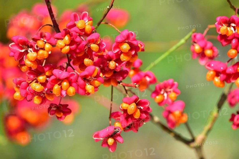 Common spindle bush (Euonymus europaeus), also European or common Pfaffenhütchen, Bavaria, Germany