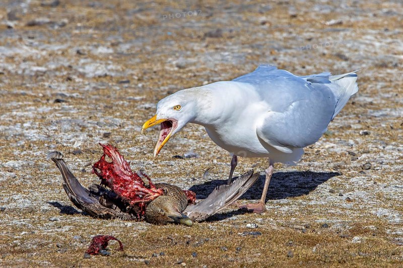 Glaucous gull (Larus hyperboreus hyperboreus) adult in summer plumage scavenging on dead common eider duck in spring, Svalbard, Spitsbergen