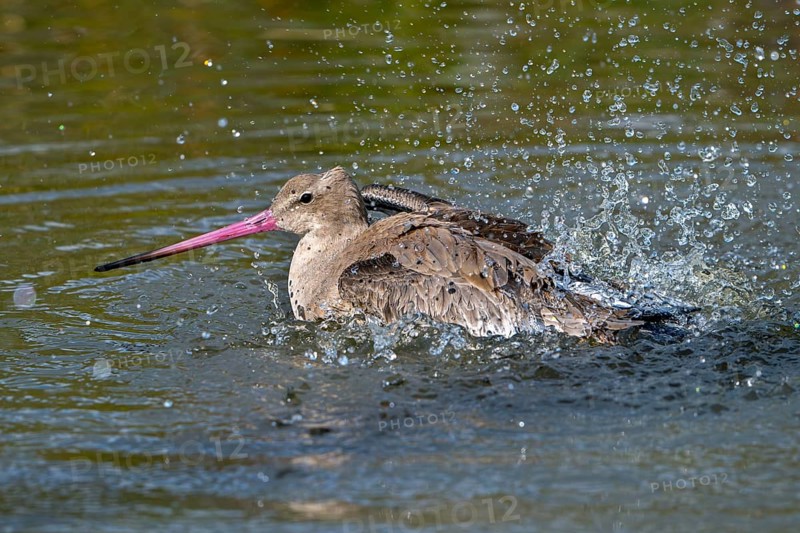 Black-tailed godwit (Limosa limosa) in non-breeding plumage bathing in water of pond, lake in autumn, fall