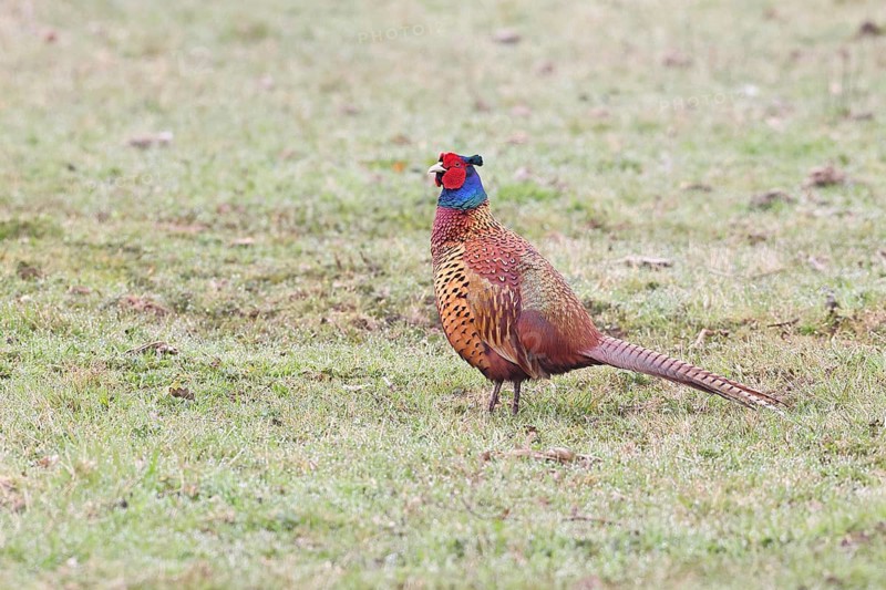 Pheasant, hunting pheasant (Phasianus colchicus), adult male bird in a meadow, wildlife, lembruch, ox moor, Dümmer nature park Park, Lower Saxony, Germany