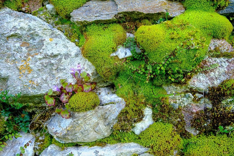 Moss-covered wall, cemetery wall, parish church of St. Johannes der Täufer, Weissbriach, Gitschtal, Carinthia, Austria