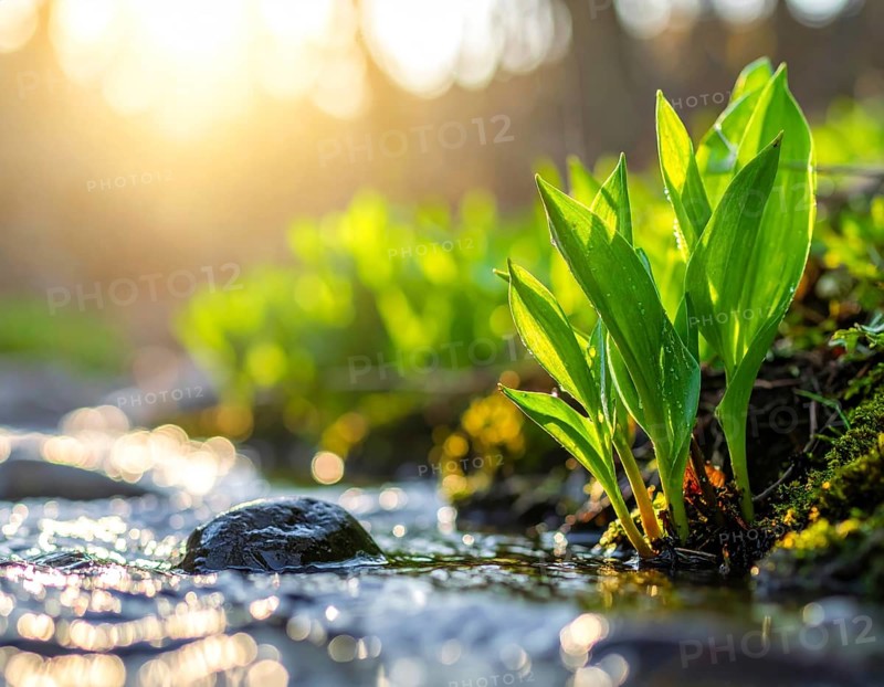 Beautiful spring detailed stream of fresh water, vibrant blooming young green plants, wallpaper banner for springtime and summer nature concept, AI generated
