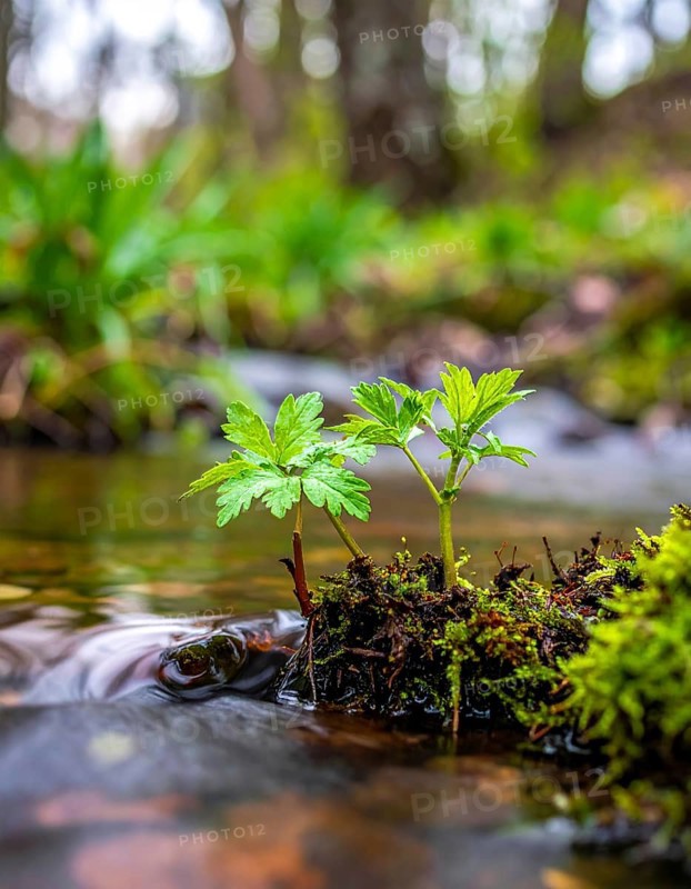 Beautiful spring detailed stream of fresh water, vibrant blooming young green plants, wallpaper banner for springtime and summer nature concept, AI generated