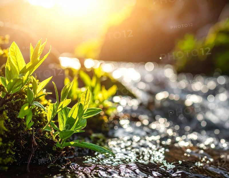 Beautiful spring detailed stream of fresh water, vibrant blooming young green plants, wallpaper banner for springtime and summer nature concept, AI generated