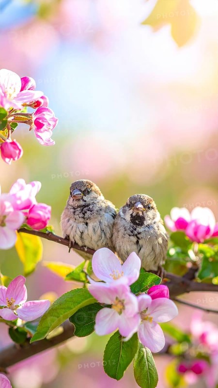 Small funny Sparrow Chicks sit in the garden surrounded by pink Apple blossoms on a Sunny may day, AI generated