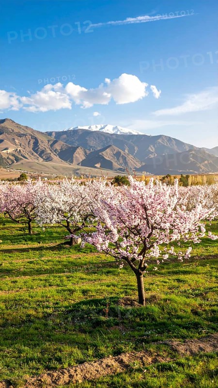 Landscape with a blooming apricot tree, idilyc spring nature, green grass and mountains in background, blue cloudy sky in sunset web banner spring time concept, AI generated