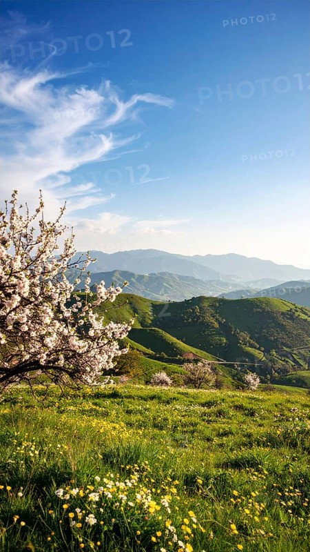 Landscape with a blooming apricot tree, idilyc spring nature, green grass and mountains in background, blue cloudy sky in sunset web banner spring time concept, AI generated