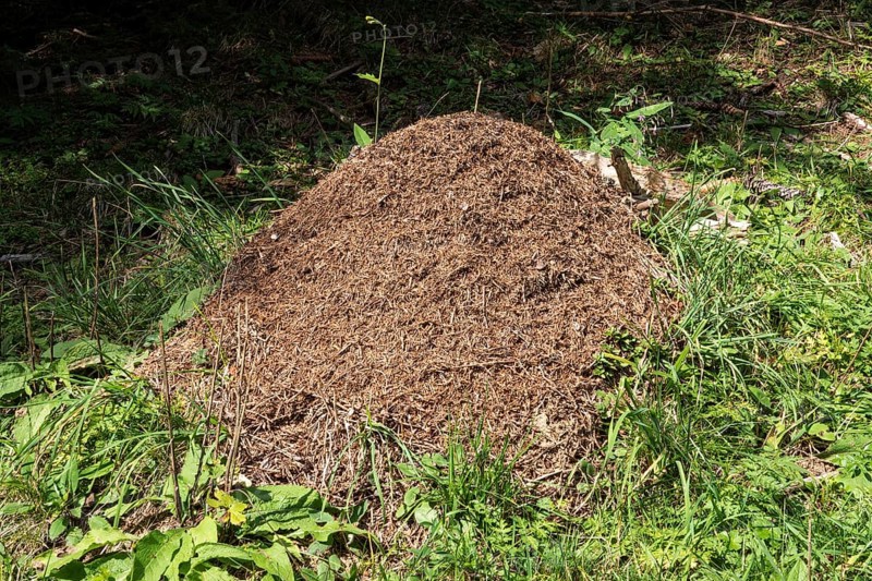 Construction of forest ants (Formica), Oberallgäu, Allgäu, Bavaria, Germany