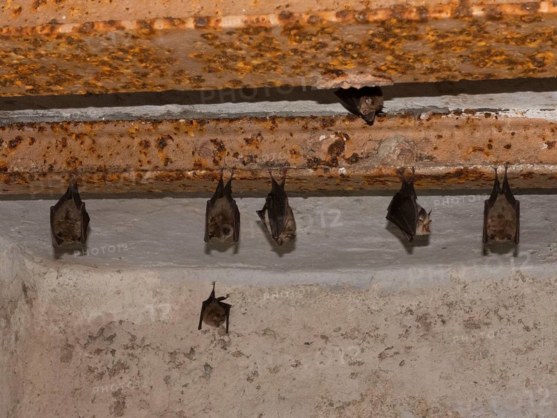 Small horseshoe nose (Rhinolophus hipposideros) hanging from the ceiling in the cellar, Thuringia, Germany