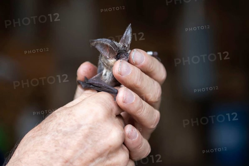 Brown long-eared (Plecotus auritus) is released after ringing, Brandenburg, Germany